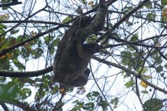 03-Four-toed sloth with baby